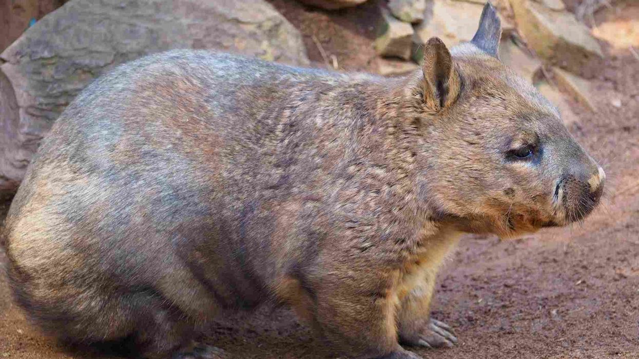 Northern hairy nosed wombat facts on one of the rarest land animals.