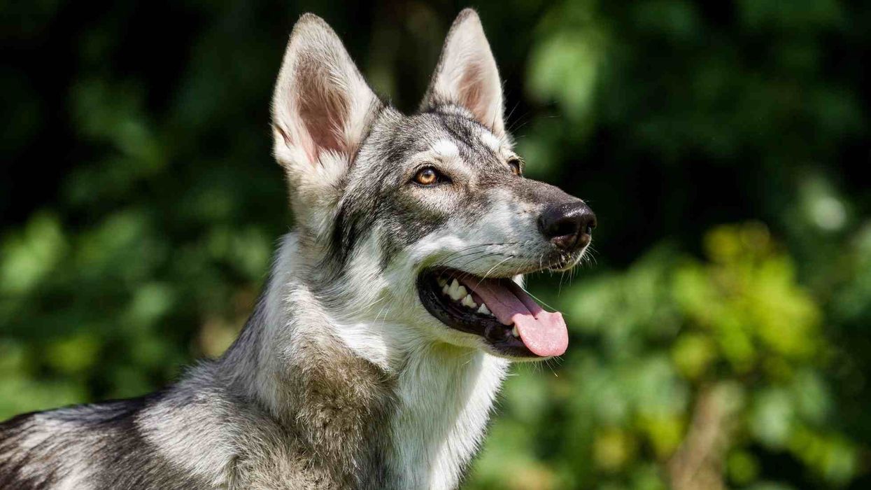 Northern Inuit dog facts for all dog lovers
