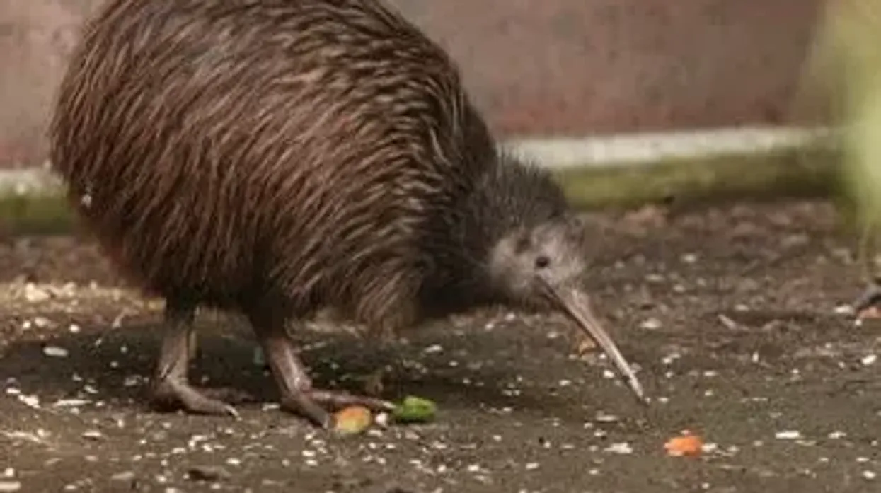 Northern island brown kiwi facts about the vulnerable species of New Zealand