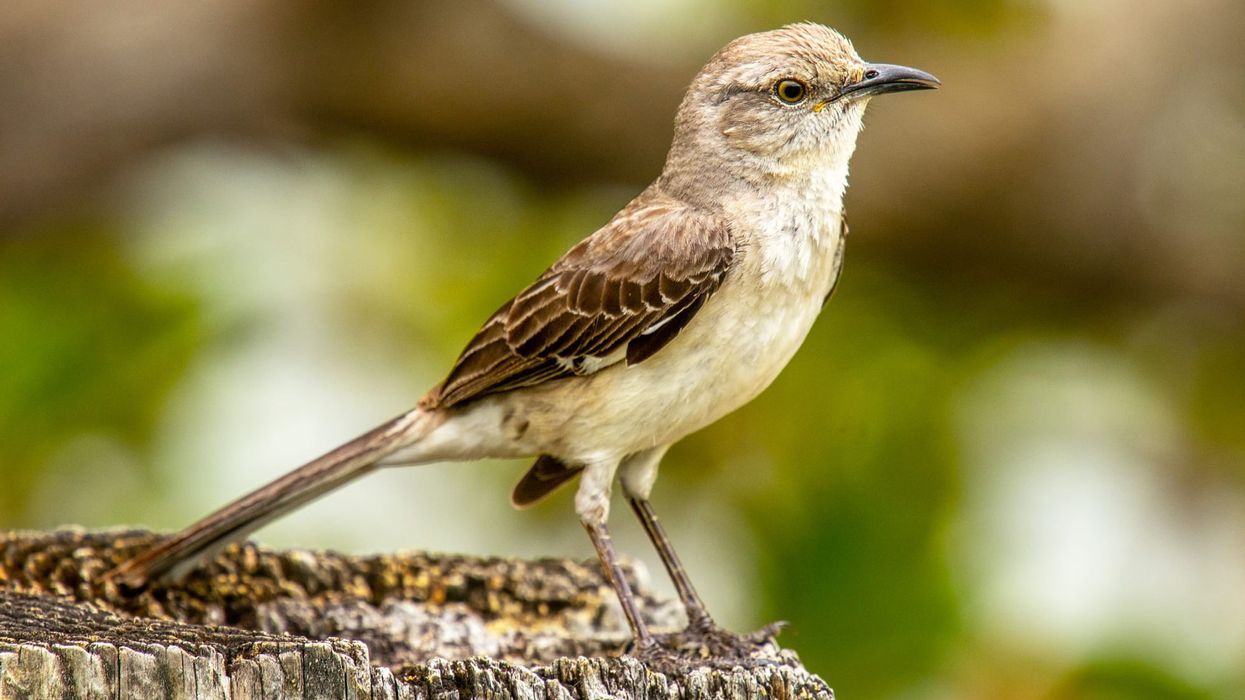 Northern mockingbird facts about a mocking bird native to North America.