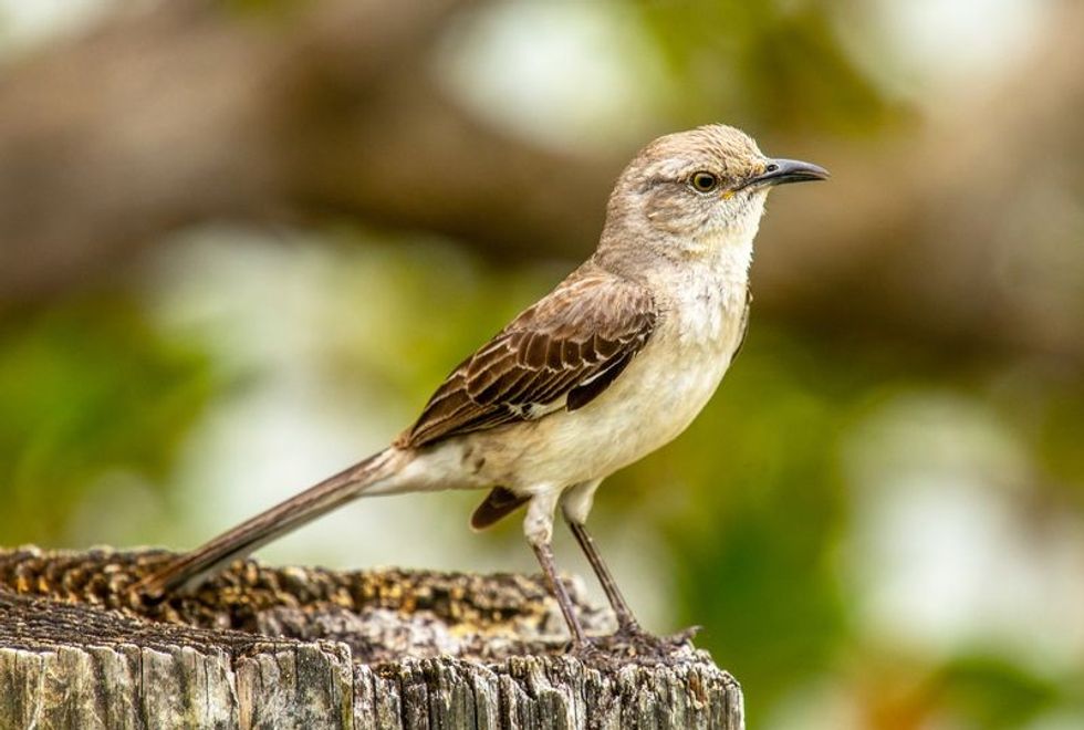 Mockingbird Nest Understanding Your Backyard Buddies Better Kidadl