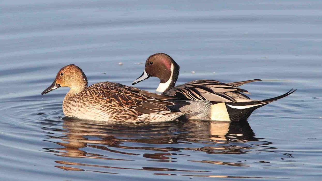 Northern Pintail facts to keep bird lovers interested.