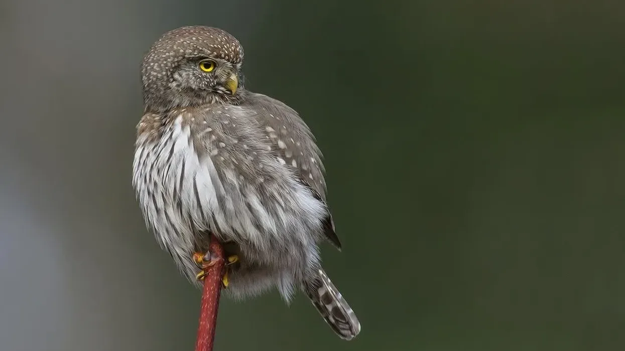 Northern pygmy owl facts about the North American birds that are also known as perch and pounce hunters.