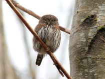 Northern Pygmy-Owl Stare