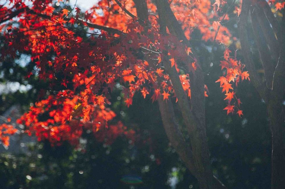  northern red oak trees are indeed beautiful