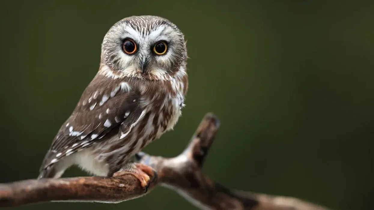 Northern Saw Whet Owl facts about an owl found in the forests of North America.