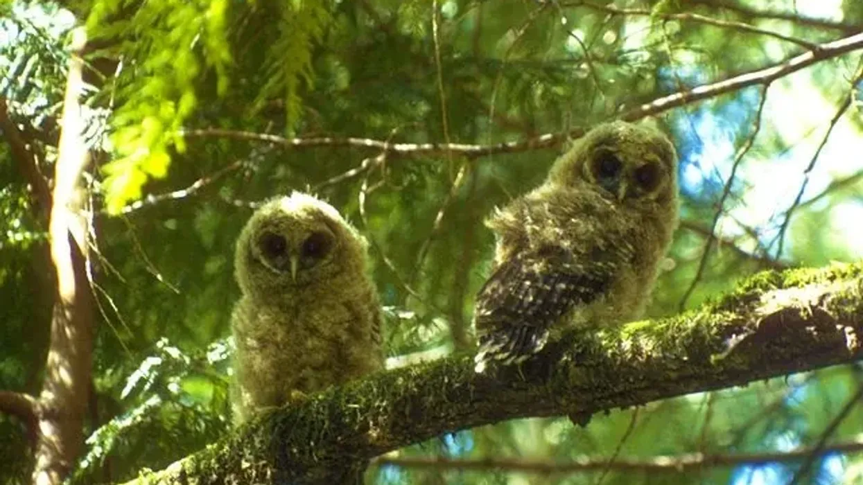 Northern spotted owl facts are both interesting and informative.
