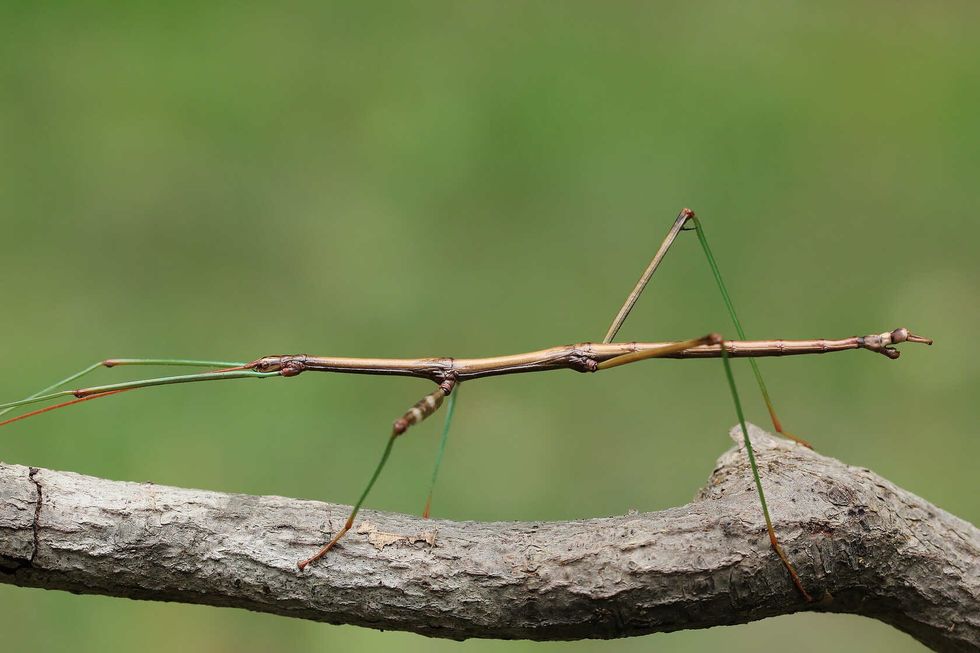 Northern Walking Stick.