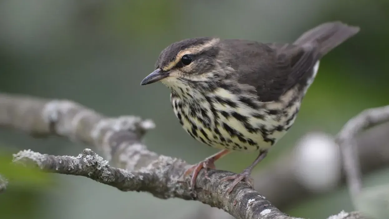 Northern Waterthrush facts for kids are educational.