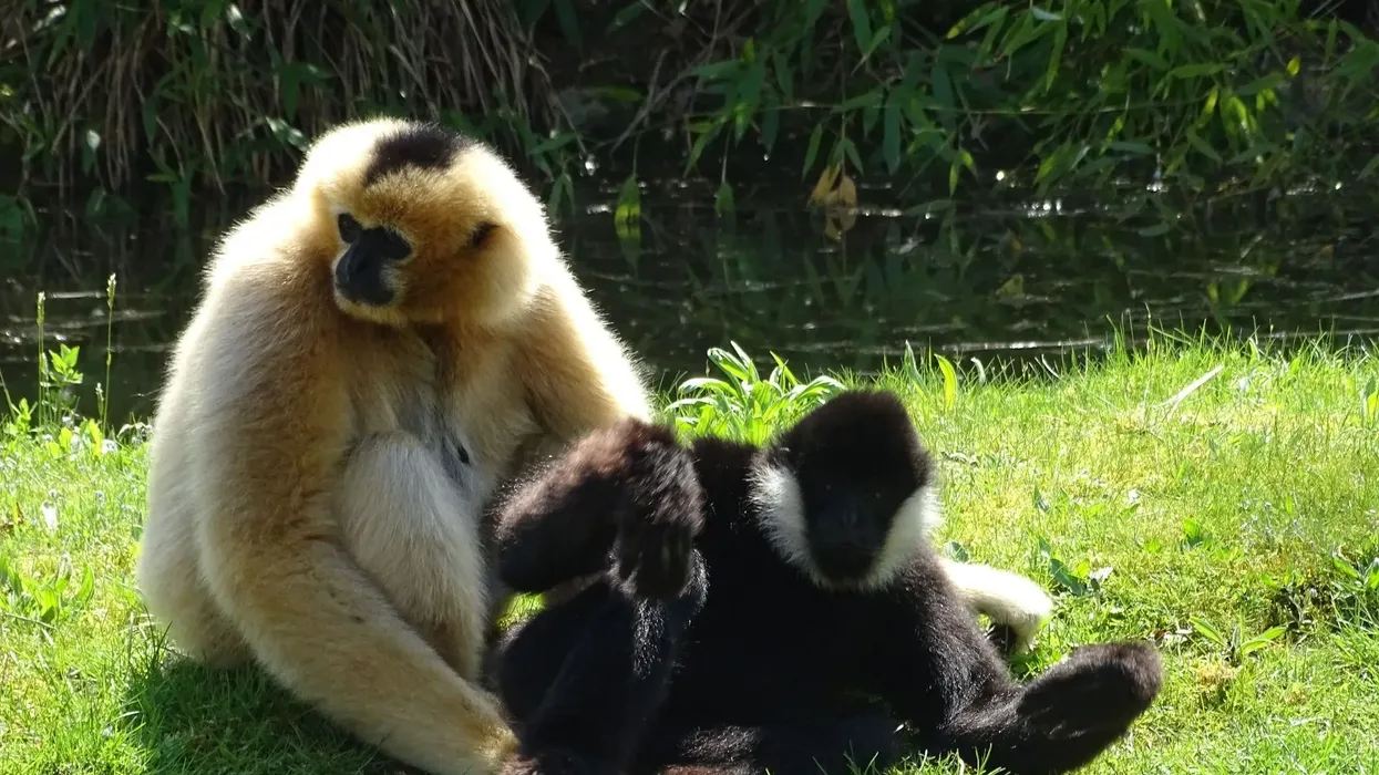 Northern white-cheeked gibbon facts are fascinating.