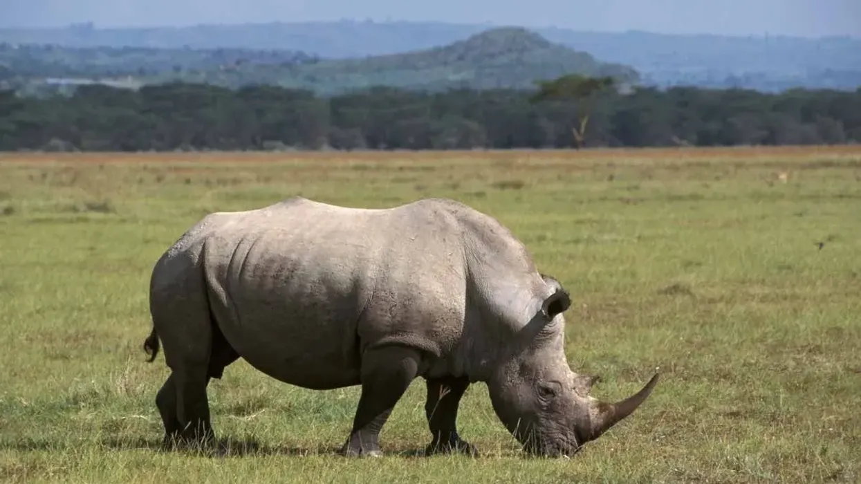 Northern white rhinoceros facts about the critically endangered species of animals