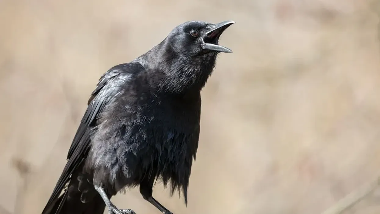 Northwestern crow facts about unique birds of North America.