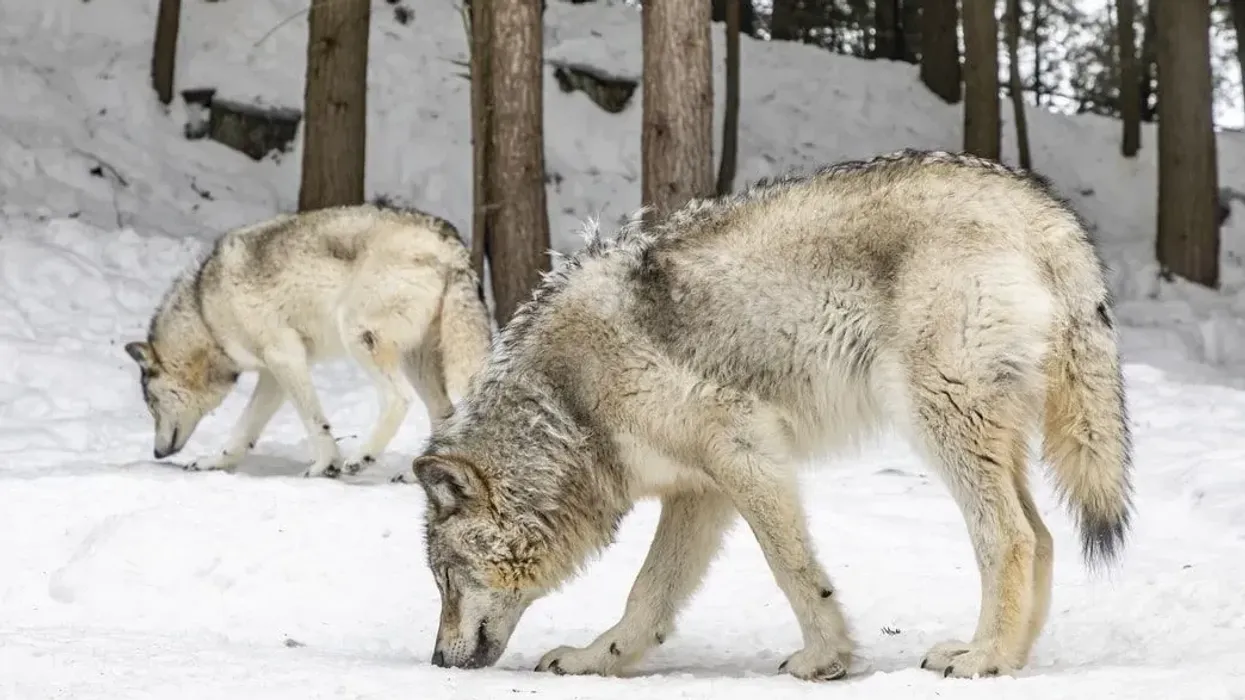 Northwestern wolf facts are interesting to learn about.