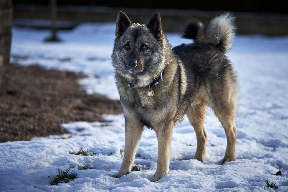 Norwegian Elkhound in snow