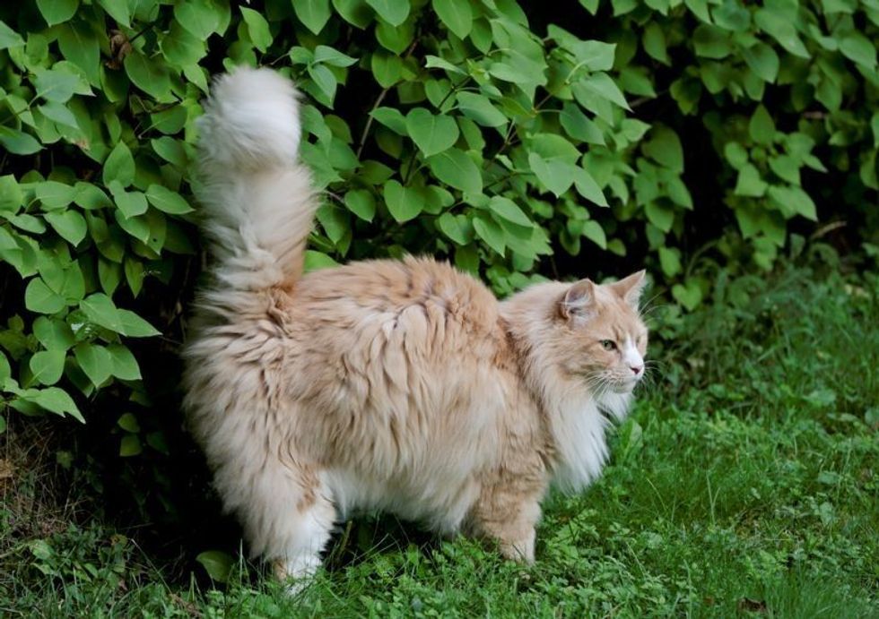 Norwegian Forest Cat Size: How Big Do These Furry Friends Get? | Kidadl