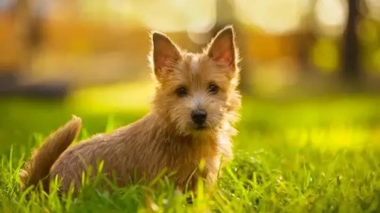 Norwich terrier facts are quite interesting for every dog lover.