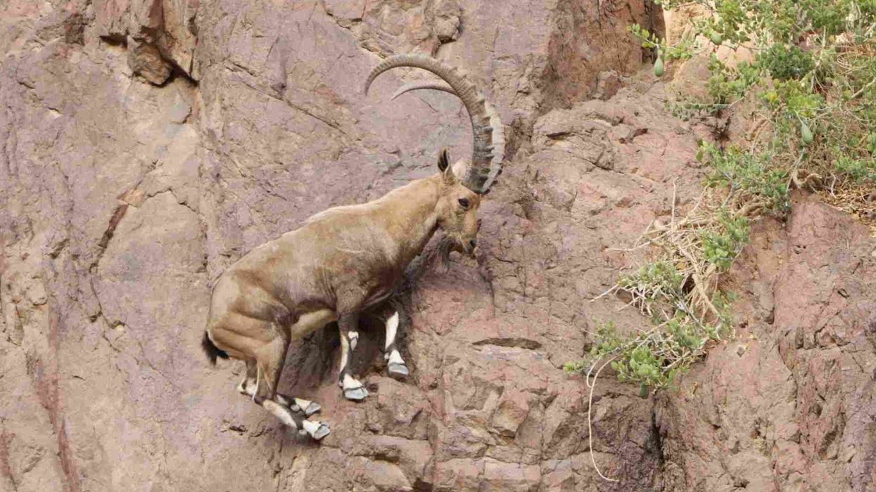 Nubian Ibex facts and its beard and large horns