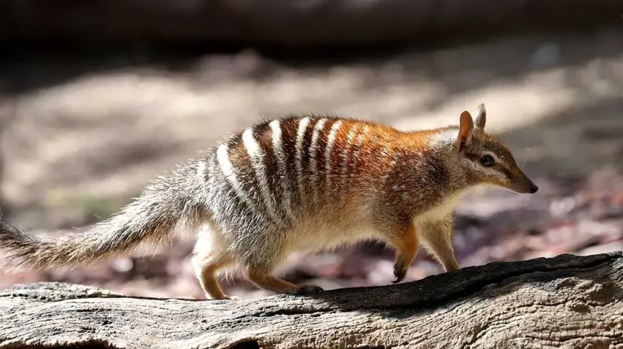 Numbat facts, a marsupial without a pouch