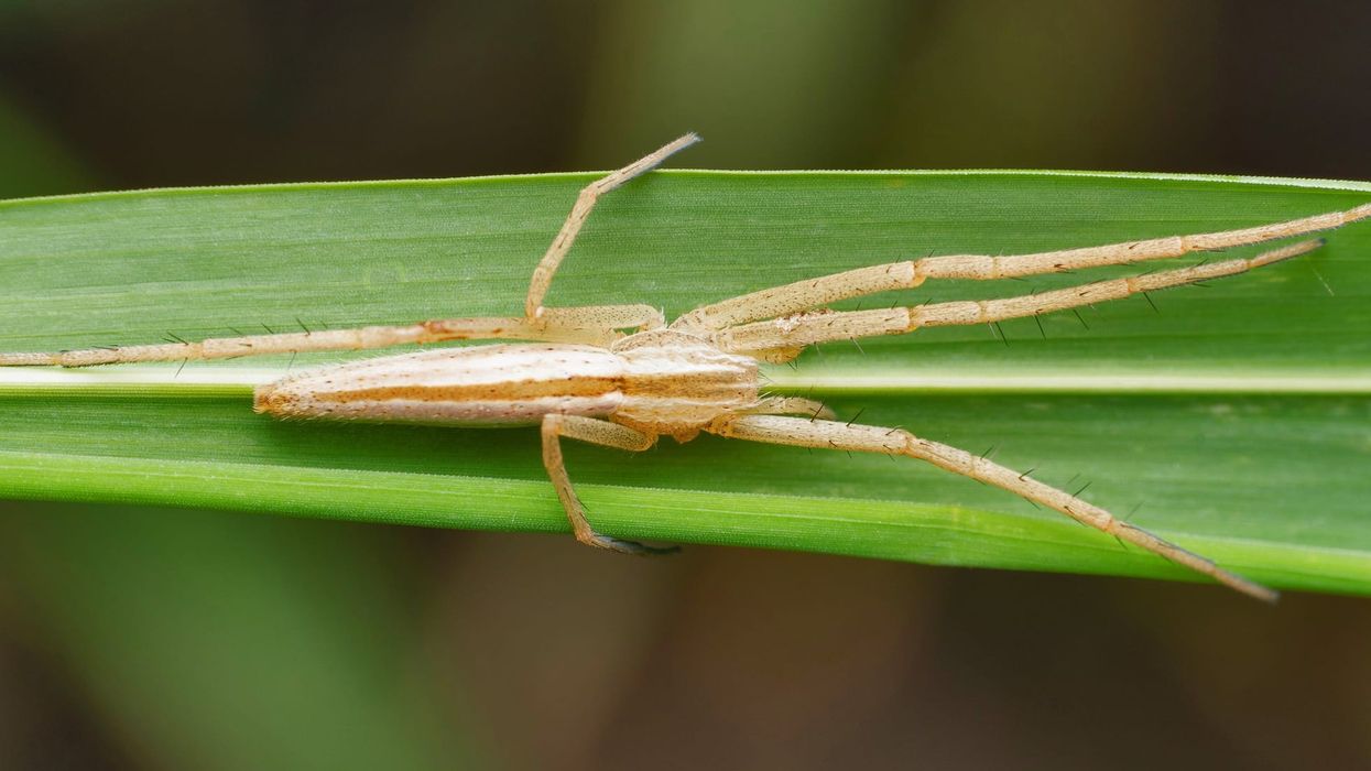 Nursery Web Spider facts: These spiders lay egg sacs and have eight eyes and pairs of legs