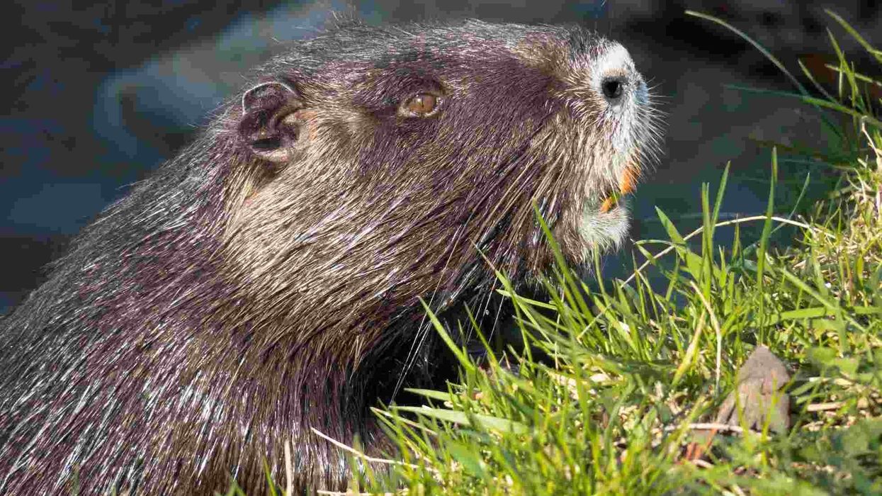 Nutria rat facts are about an invasive species of rodent.