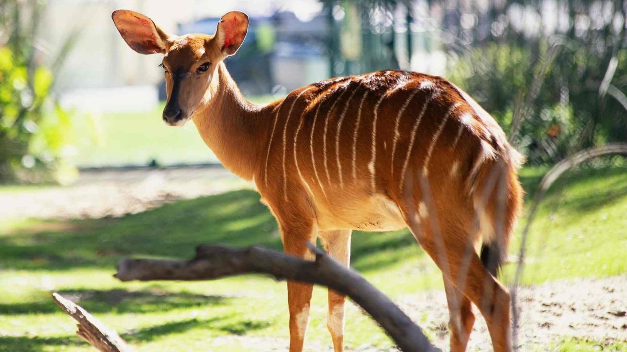 Nyala facts for all antelope lovers