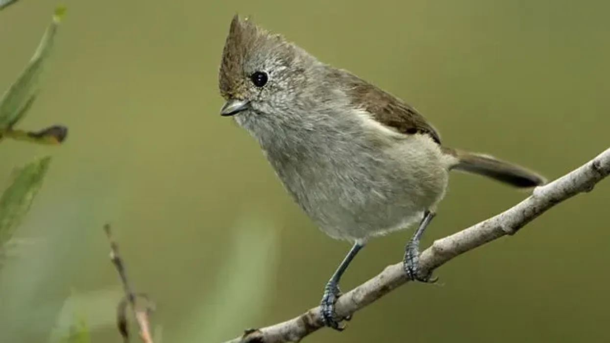 Oak titmouse facts tell us about the nest and nesting habits of these birds.
