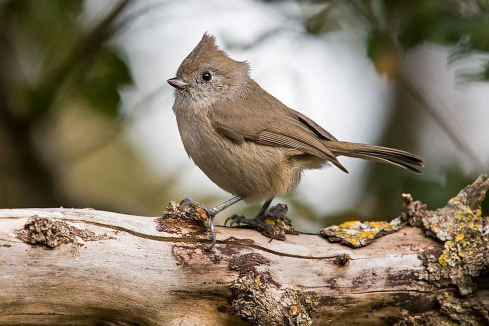 Oak Titmouse sitting on a bark - Nicknames