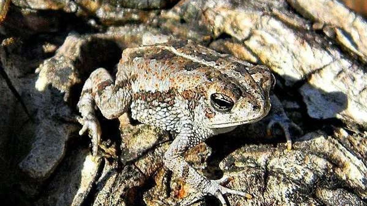 Oak Toad facts for kids.