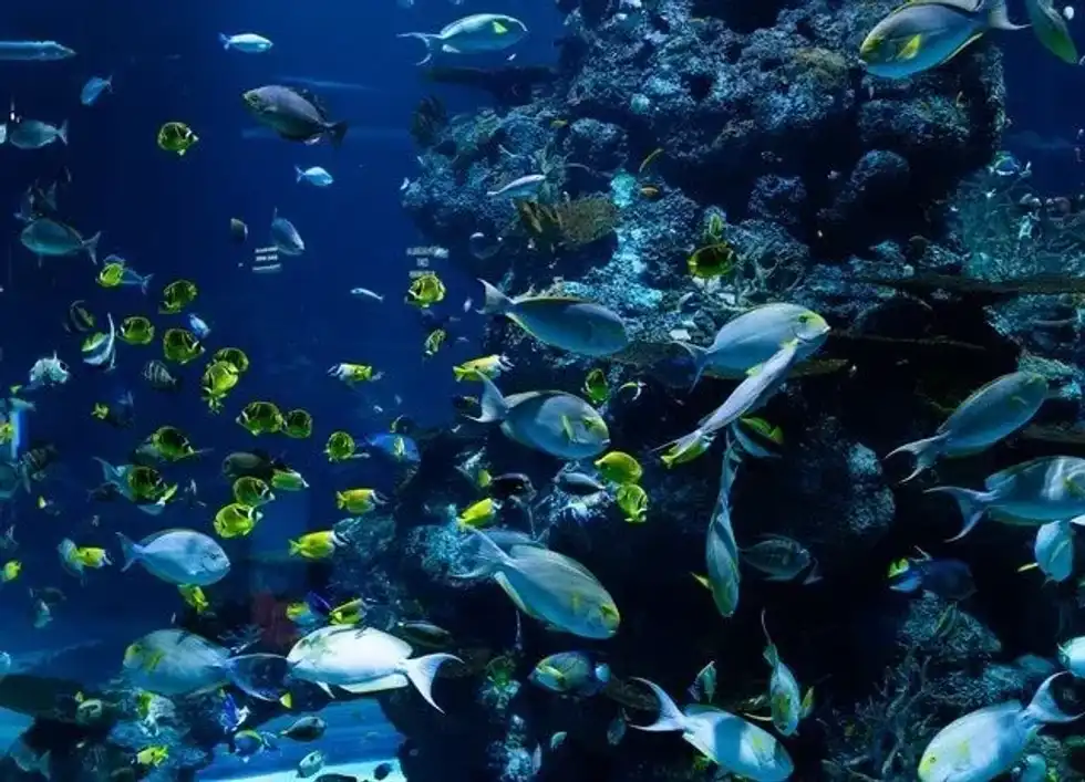 Ocean ecosystem facts are interesting to know.