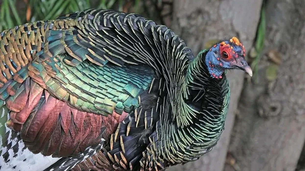 Ocellated turkey facts are fascinating.