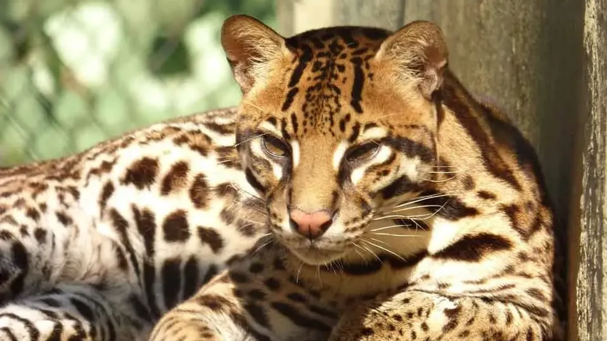 Ocelot facts for kids are fun to read