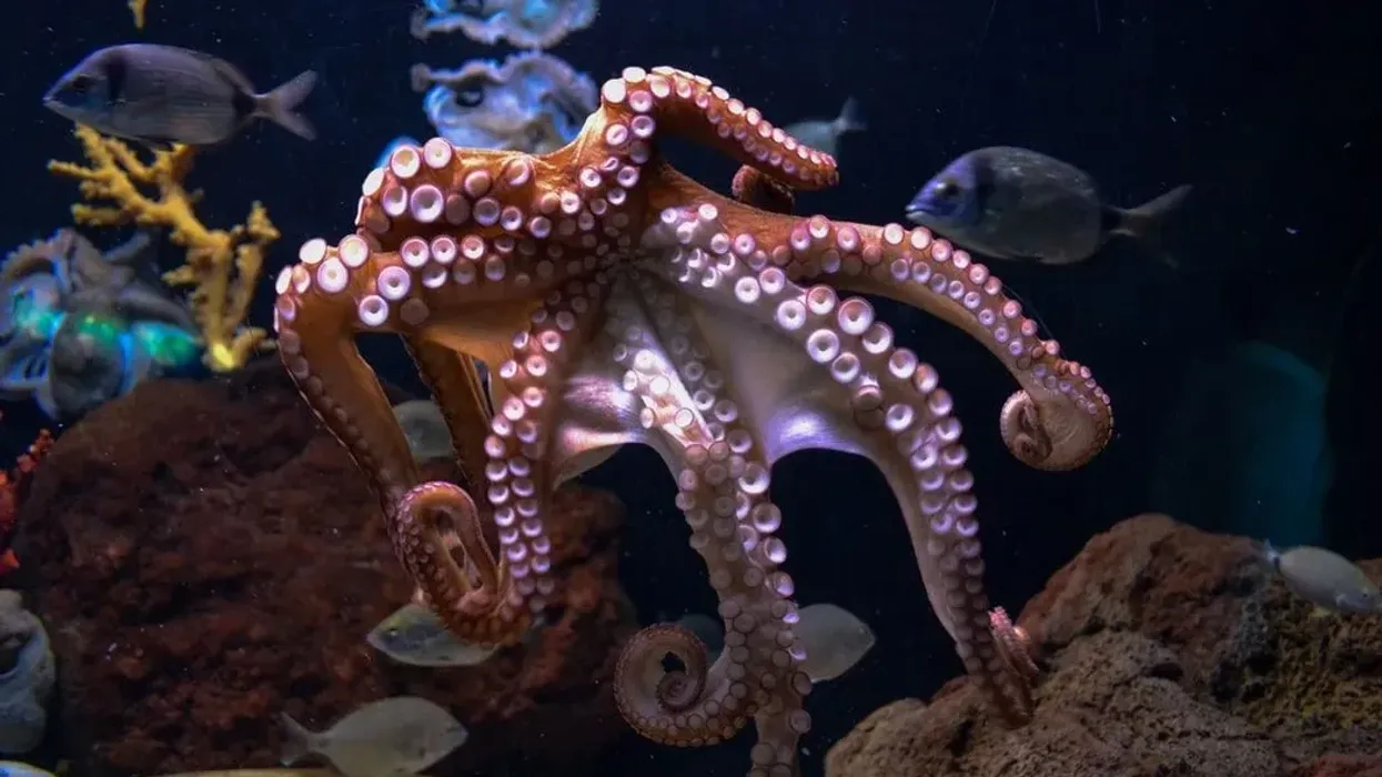 Octopus facts and 0ctopus intelligence facts talk about all the known octopus species.