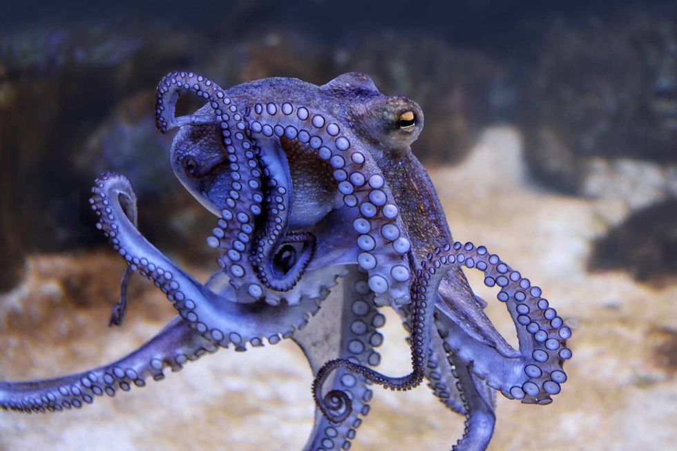 Octopus in an aquarium.