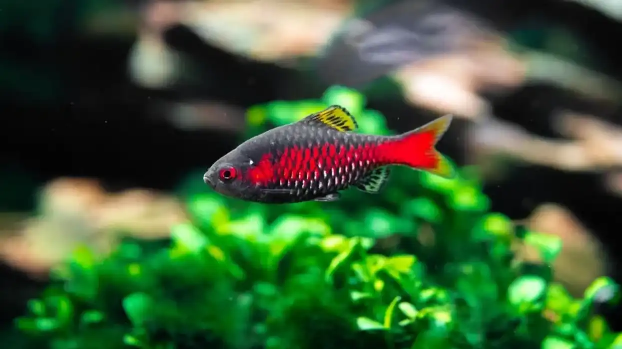 Odessa barb facts are enjoyed by kids.