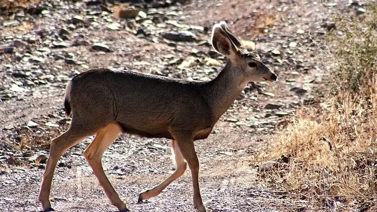 Odocoileus facts talk about the animal diversity in the American continent.