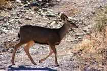 Odocoileus facts talk about the animal diversity in the American continent.