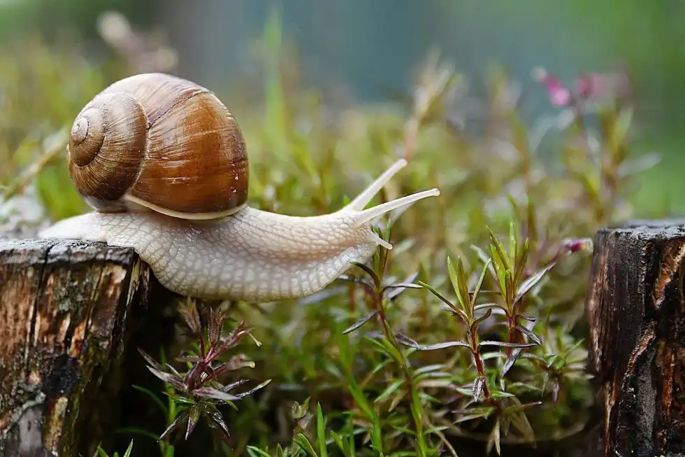 Often wondered about the structure of a snail? Do snails have eyes?