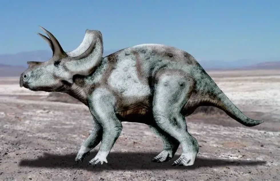 Ojoceratops facts are great for kids.