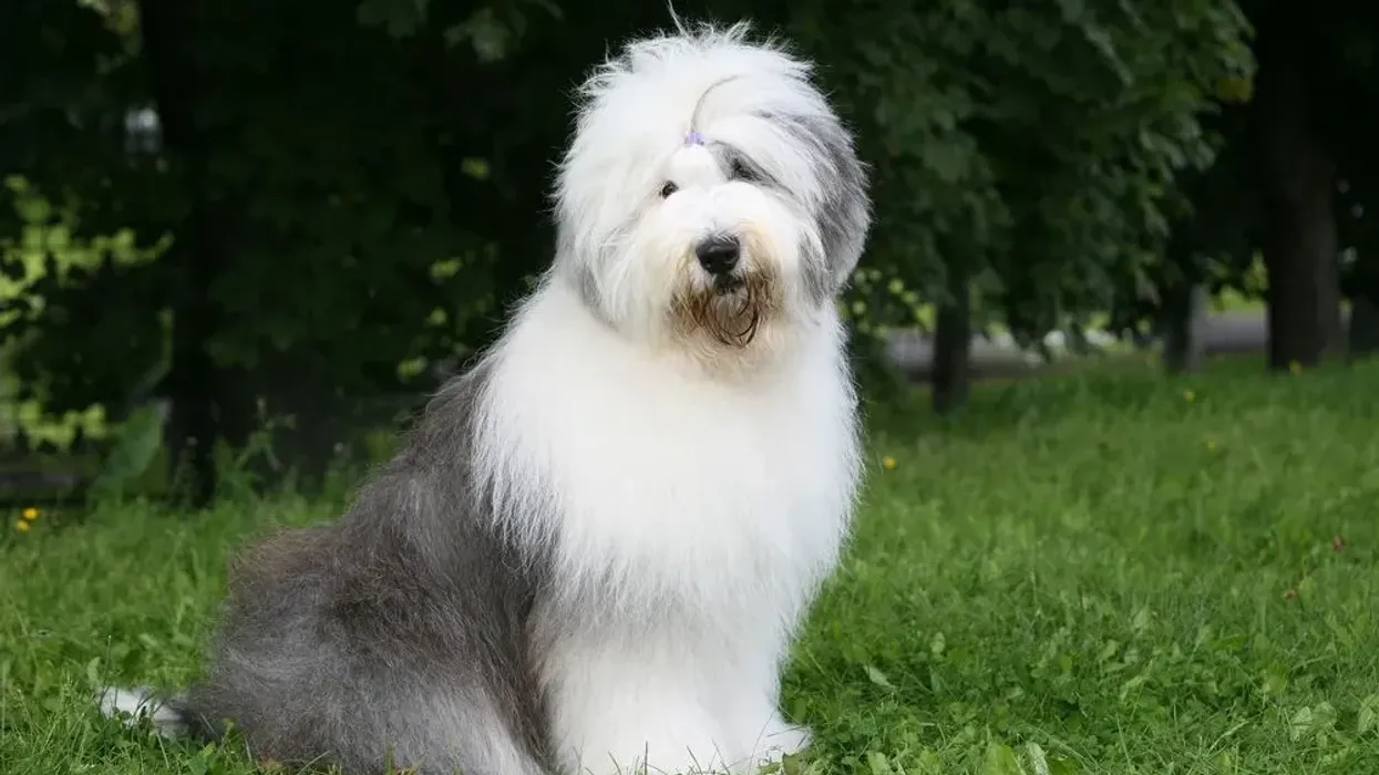 Old English sheepdog facts for kids are educational!
