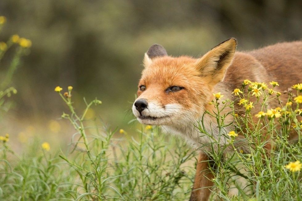Old Red Fox Standing in A Green Natural