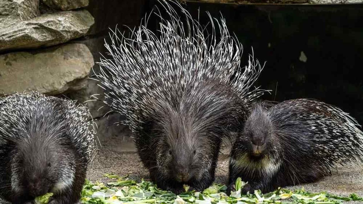 Old World porcupine facts