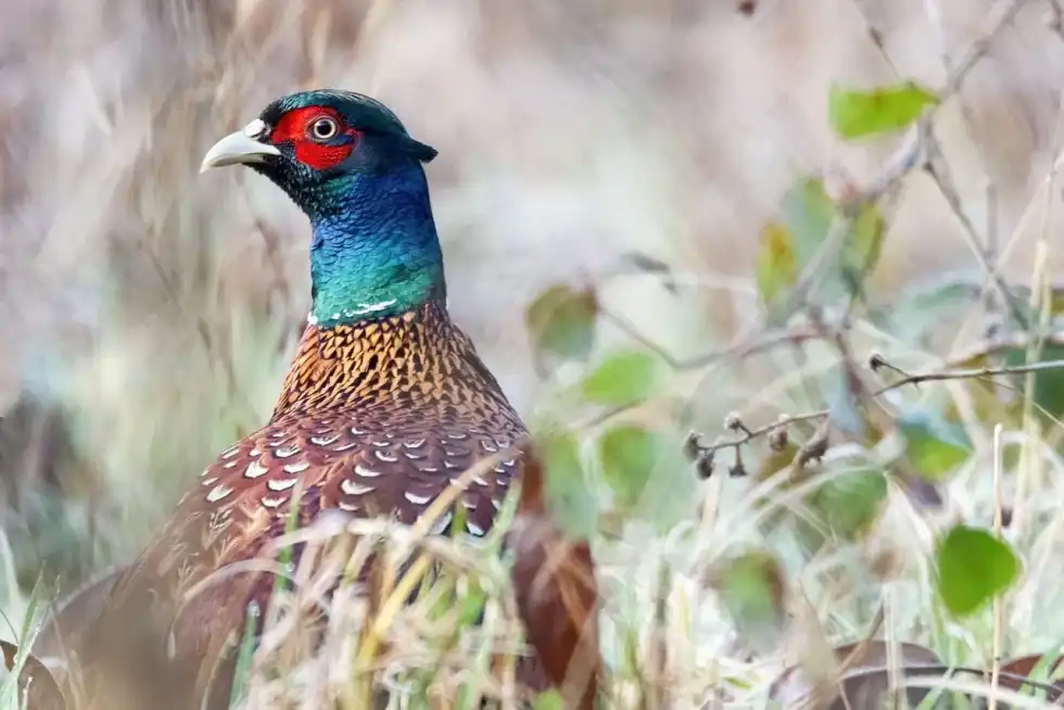 On seeing a green pheasant run, most people wonder, do pheasants fly?