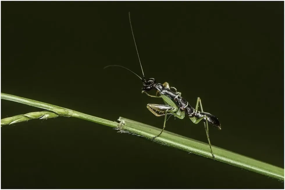 On seeing insects, many people try to understand how many legs do insects have?