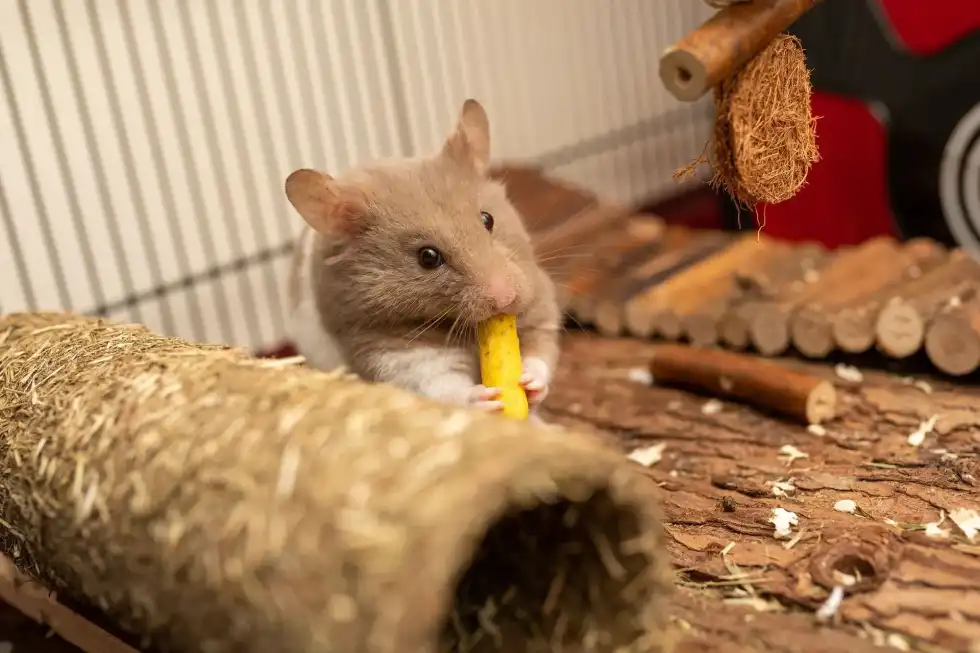 On this National Hamster Day, make sure that your fun-loving pet is healthy and active.