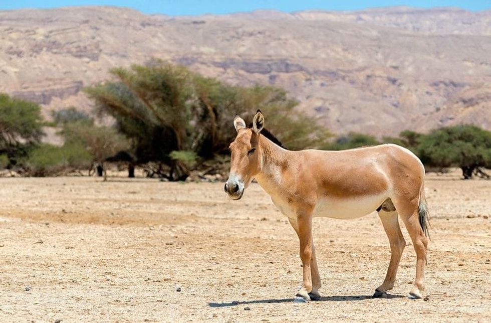 Onager (Equus hemionus) a brown Asian wild donkey