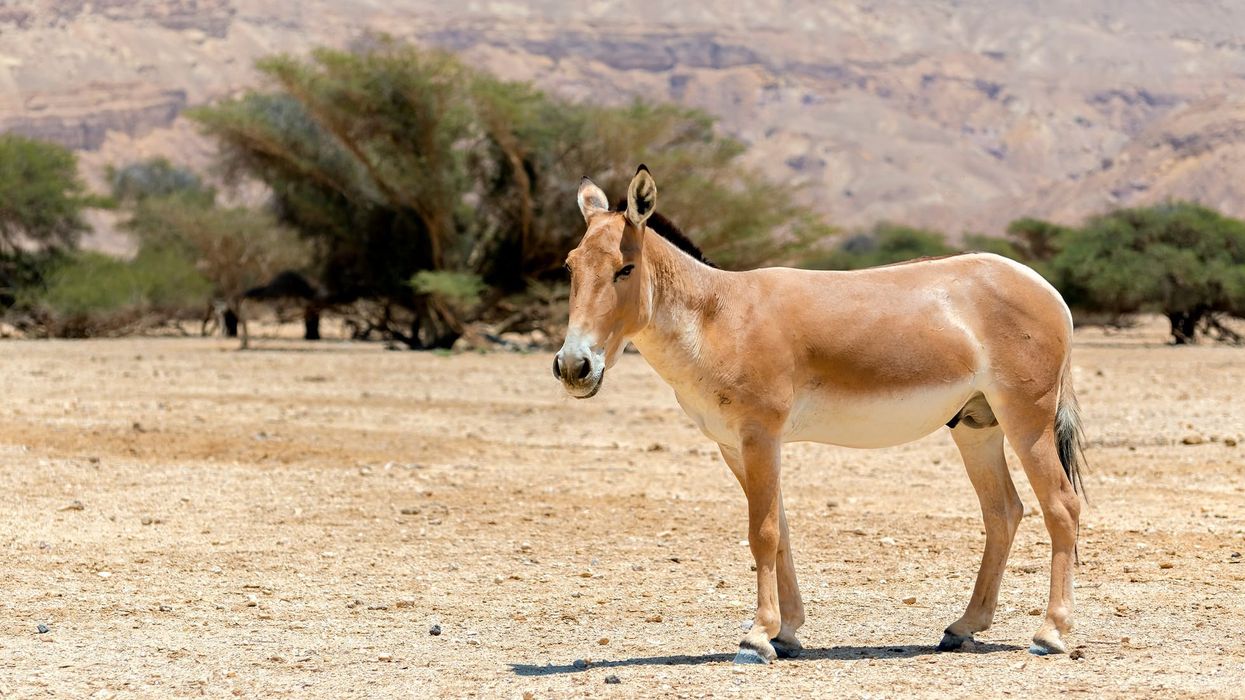 Onager facts, commonly known as Asiatic wild ass.