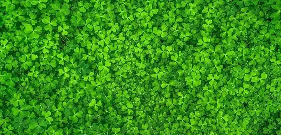 One amazing chlorophyll fact is that this pigment can help you control body odor.
