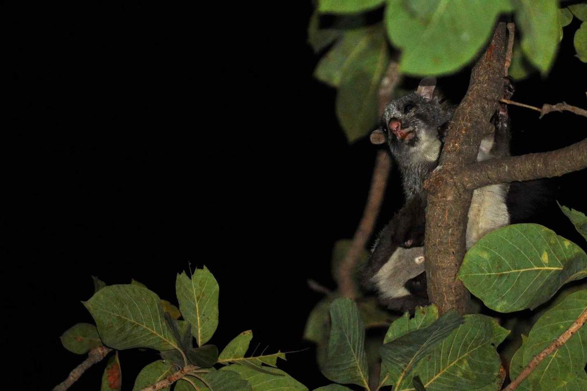 One among many Indian giant flying squirrel facts includes how these squirrels love being alone and are nocturnal mammals.