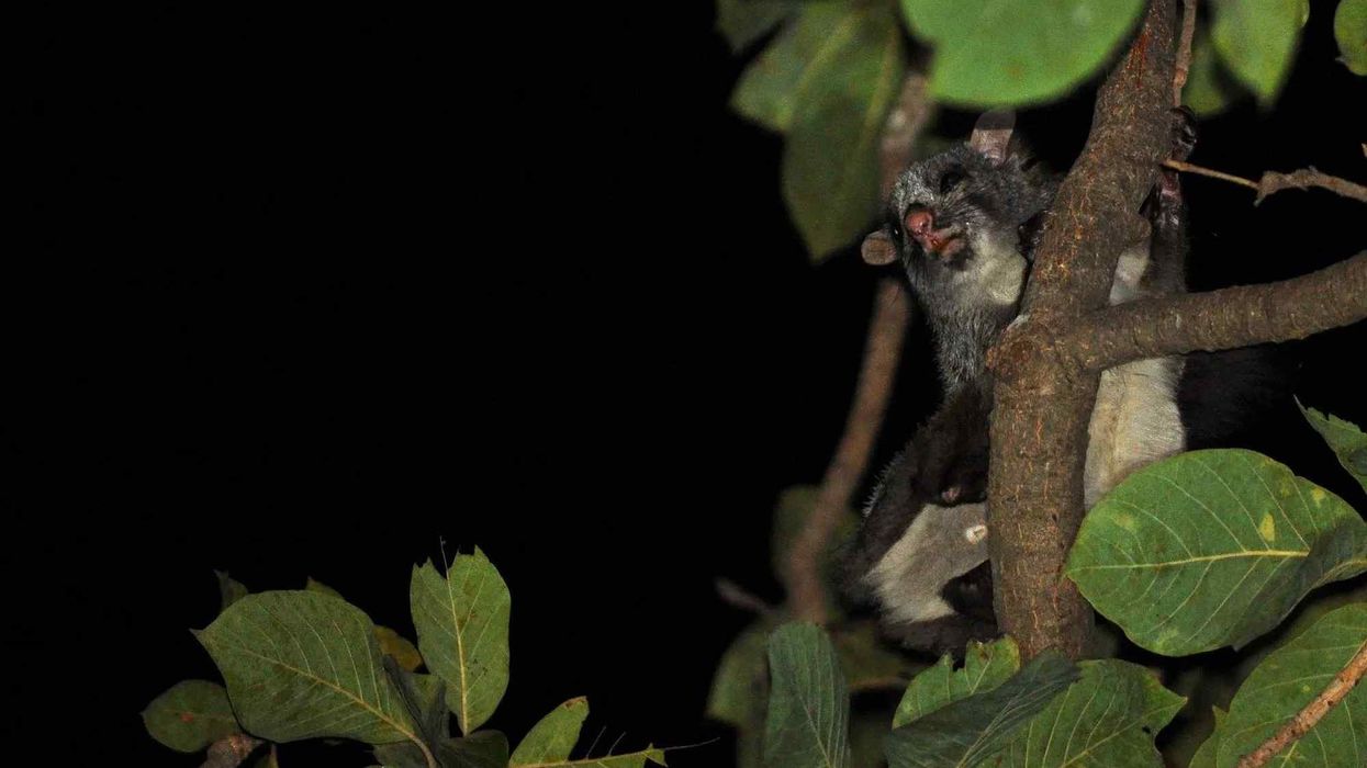 One among many Indian giant flying squirrel facts includes how these squirrels love being alone and are nocturnal mammals.