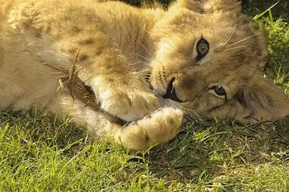 One famous lion claws fact is they keep growing and we can also tell the age of lions through their claws.
